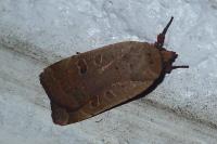 Noctua comes