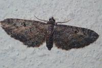 Eupithecia pusillata