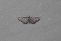 Eupithecia extraversaria