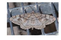 Peribatodes rhomboidaria rhomboidaria