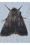 Agrotis cinerea