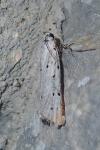 Myelois circumvoluta