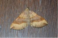 Scotopteryx chenopodiata