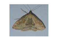 Sitochroa verticalis