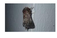 Thaumetopoea pityocampa