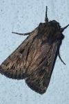 Dichagyris celsicola