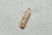 Catoptria gr. permutatellus