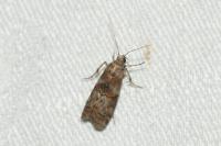 Phycita roborella
