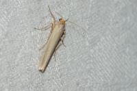 Eilema caniola