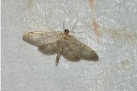 Anania lancealis