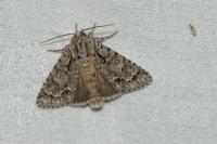 Acronicta auricoma