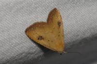 Rivula sericealis