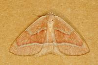 Hylaea fasciaria