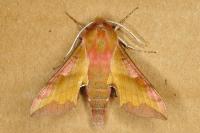 Deilephila porcellus