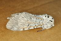 Cerura vinula