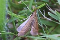 Synaphe punctalis