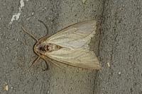 Acentria ephemerella