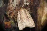 Archanara dissoluta