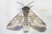 Furcula furcula