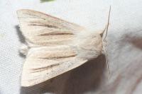 Acronicta albovenosa