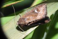 Helotropha leucostigma