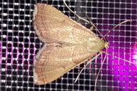 Endotricha flammealis