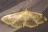 Patania ruralis