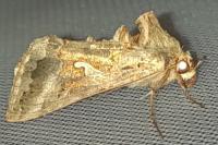 Autographa gamma