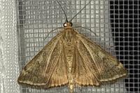 Loxostege sticticalis