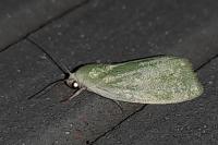 Earias clorana