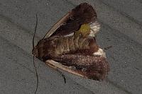 Ochropleura plecta