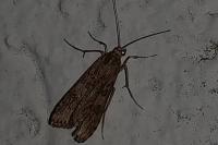 Nomophila noctuella