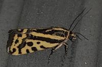 Emmelia trabealis