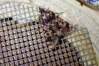 Aglossa caprealis