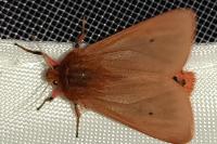 Phragmatobia fuliginosa