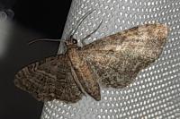 Eupithecia haworthiata