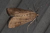 Parapoynx stratiotata