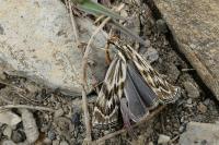 Catoptria muellerrutzi/zermattensis
