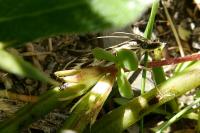 Catoptria muellerrutzi/zermattensis