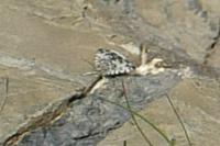 Orenaia alpestralis alpestralis