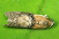 Sciota adelphella