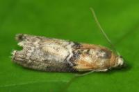 Sciota adelphella