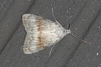 Meganola albula