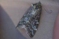 Hellula undalis