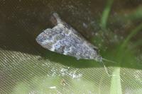 Hellula undalis