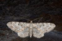 Eupithecia impurata