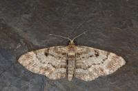 Eupithecia abietaria