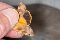 Noctua fimbriata