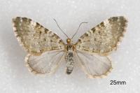 Perizoma incultaria