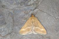 Pyrausta aerealis